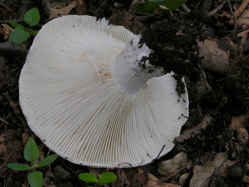 Russulaceae di oggi, 07 Giugno.